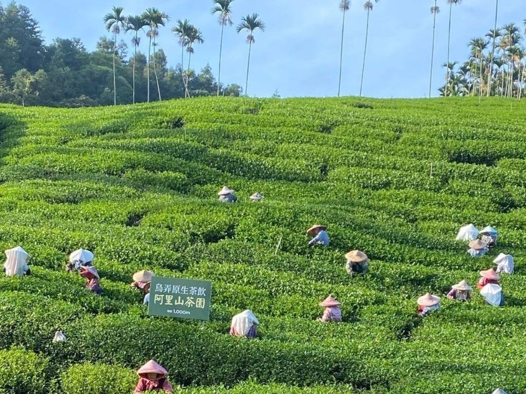 平價星冰樂掀風潮，內行人激推手搖純茶喝這家，烏弄頭等獎茶園自產自銷好茶只要銅板價 - 早安台灣新聞 | Morning Taiwan News