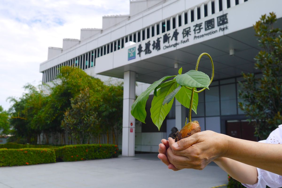 科博館車籠埔斷層保存園區與婦女協會合作種植臺灣原生種 - 早安台灣新聞 | Morning Taiwan News