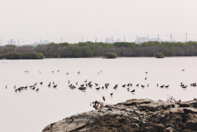 第11屆觀鳥馬拉松圓滿落幕　8國近150位鳥友沈浸在驚喜的飛羽天堂 - 早安台灣新聞 | Morning Taiwan News
