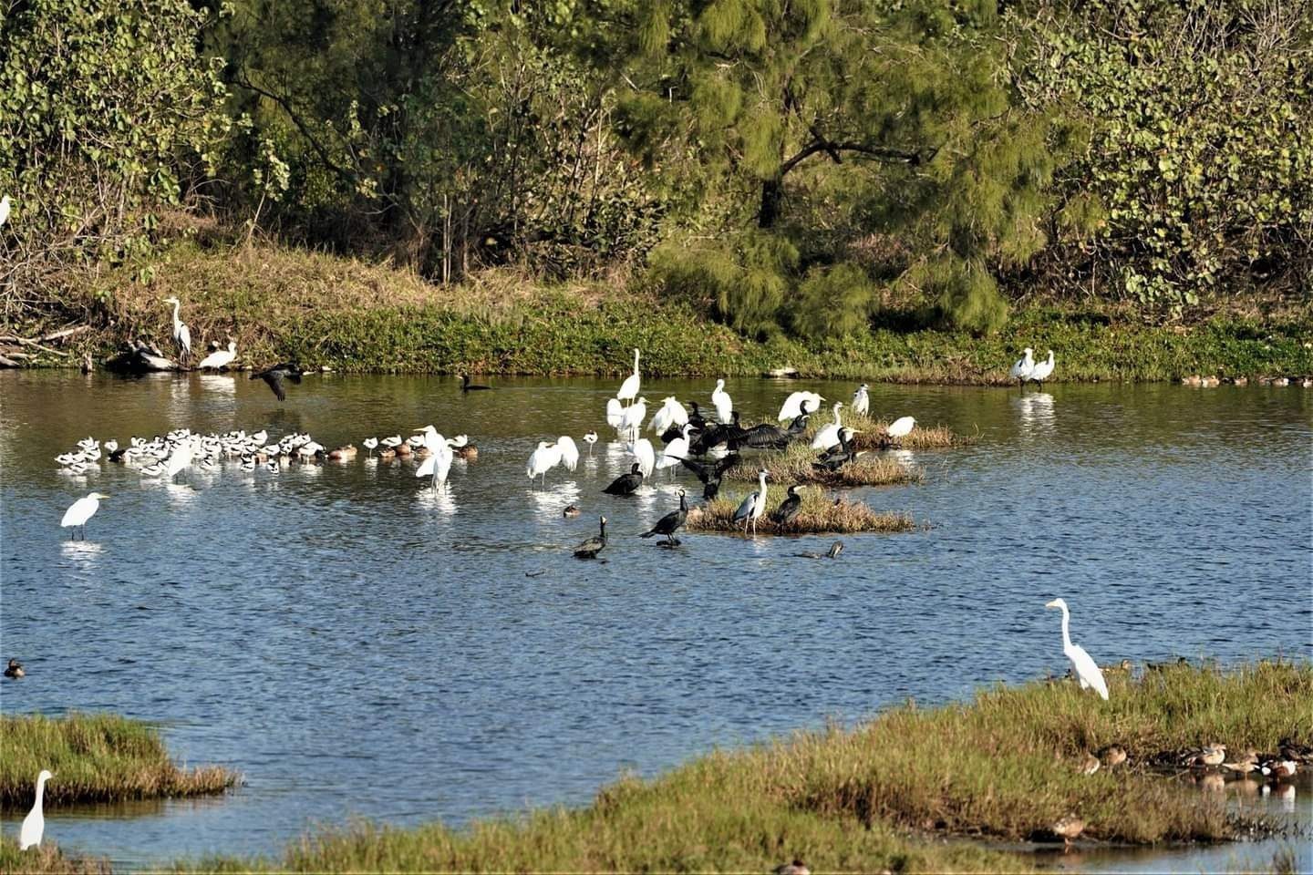 第11屆觀鳥馬拉松圓滿落幕　8國近150位鳥友沈浸在驚喜的飛羽天堂 - 早安台灣新聞 | Morning Taiwan News