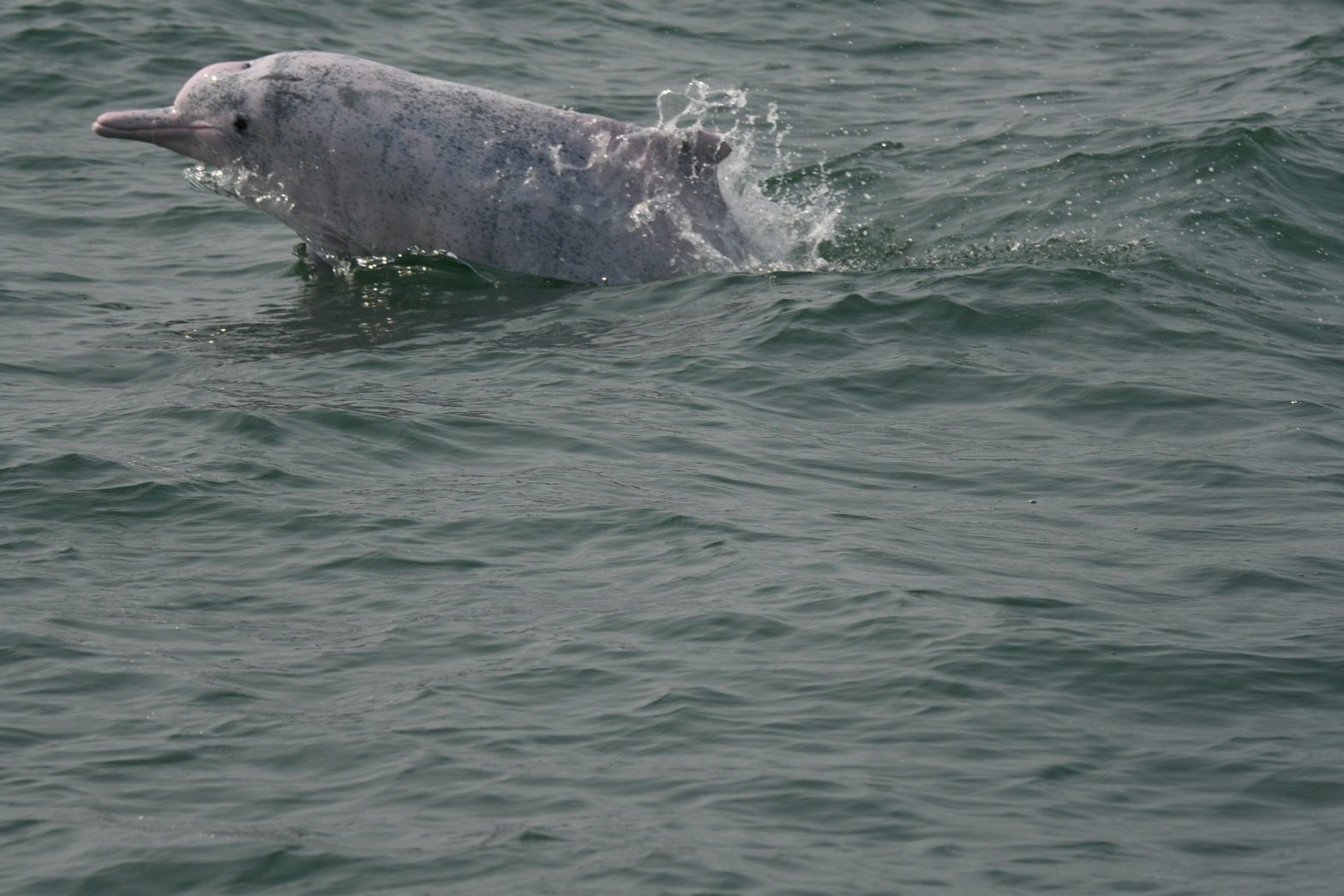 影音/首屆白海豚守護表揚大會　受獎漁民分享目擊經驗 - 早安台灣新聞 | Morning Taiwan News