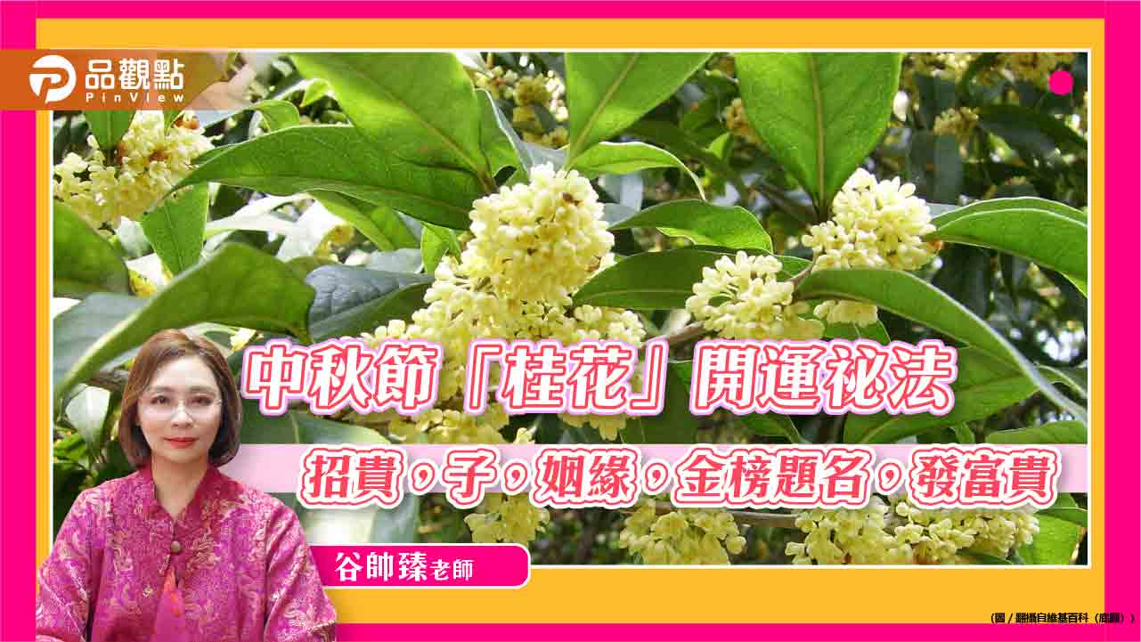 中秋節「桂花」開運祕法：招貴，子，姻緣，金榜題名，發富貴-!