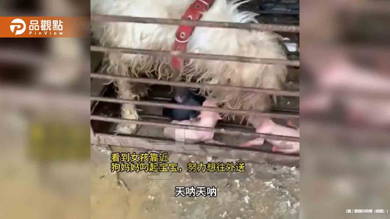 狗媽媽被賣到狗肉店！籠中叼狗寶寶「託付路人」揪心畫面曝