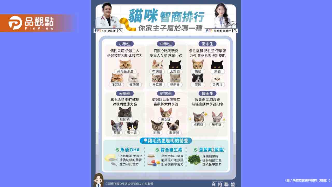 貓咪智商排行榜-你家主子屬於哪一級?