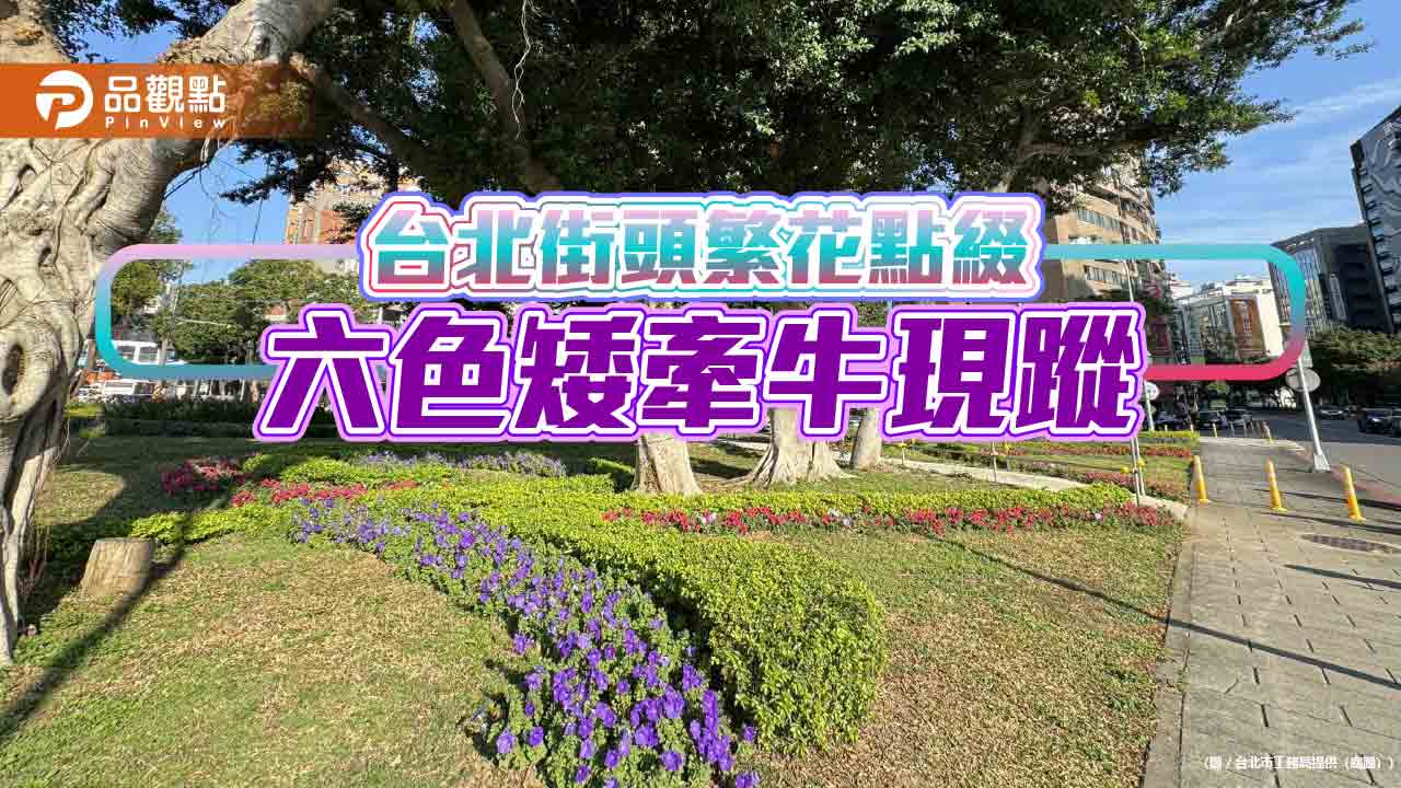 台北街頭繁花點綴-六色矮牽牛現蹤