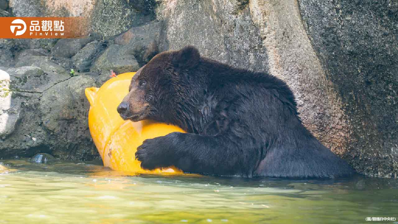 棕熊「小喬」疑腫瘤復發！-北市動物園啟動安寧評估