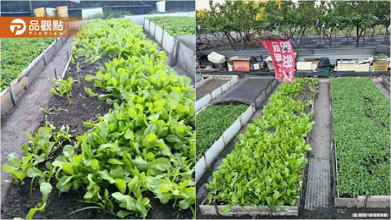 才剛噴完農藥!台中菜園遭洗劫 農民急喊:吃了會中毒 - 早安台灣新聞 | Morning Taiwan News 才剛噴完農藥!台中菜園遭洗劫-農民急喊:吃了會中毒